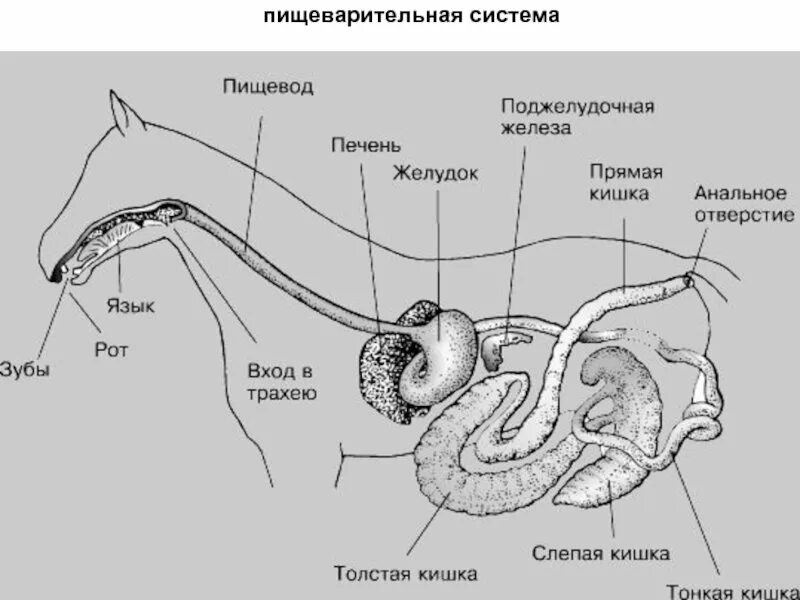 Пищеварительные системы разных животных. Строение пищеварительной системы собаки схема. система пищеварения млекопитающих. схема строения органов пищеварения млекопитающих. кишечник лошади строение.
