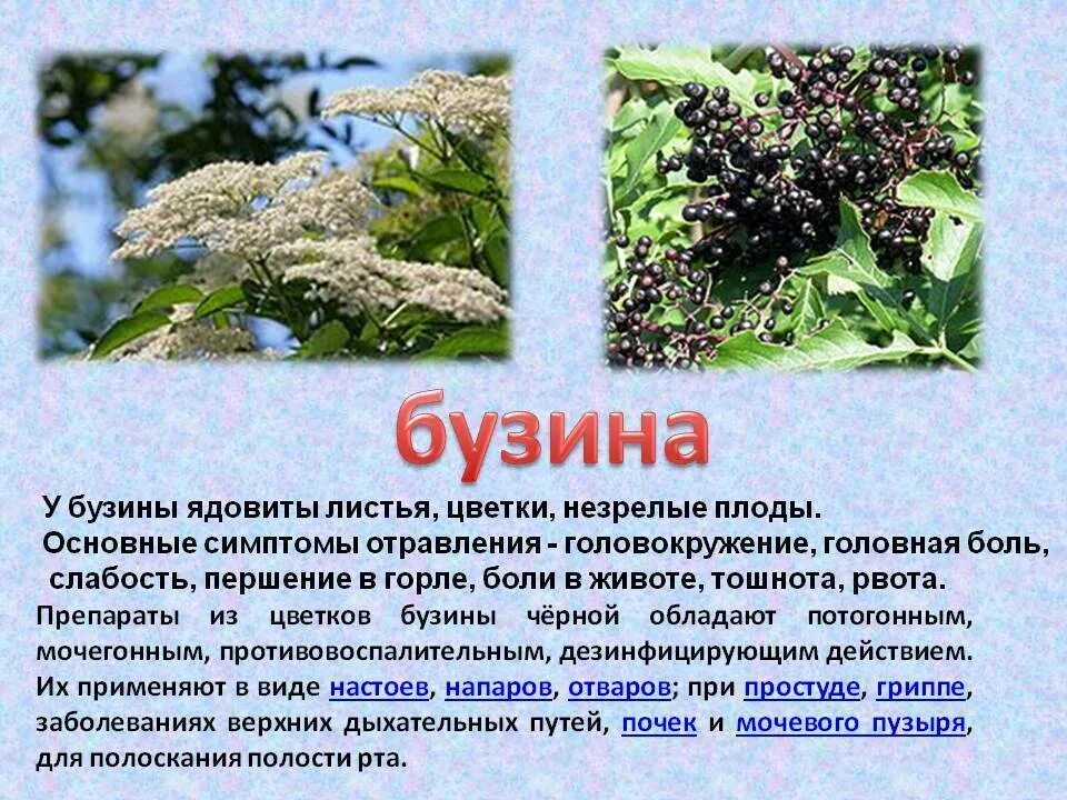 Можно ли есть бузину черную. Бузина sambucus. Бузина канадская acutiloba. Можно ли есть бузину черную. Можно ли есть бузину черную.