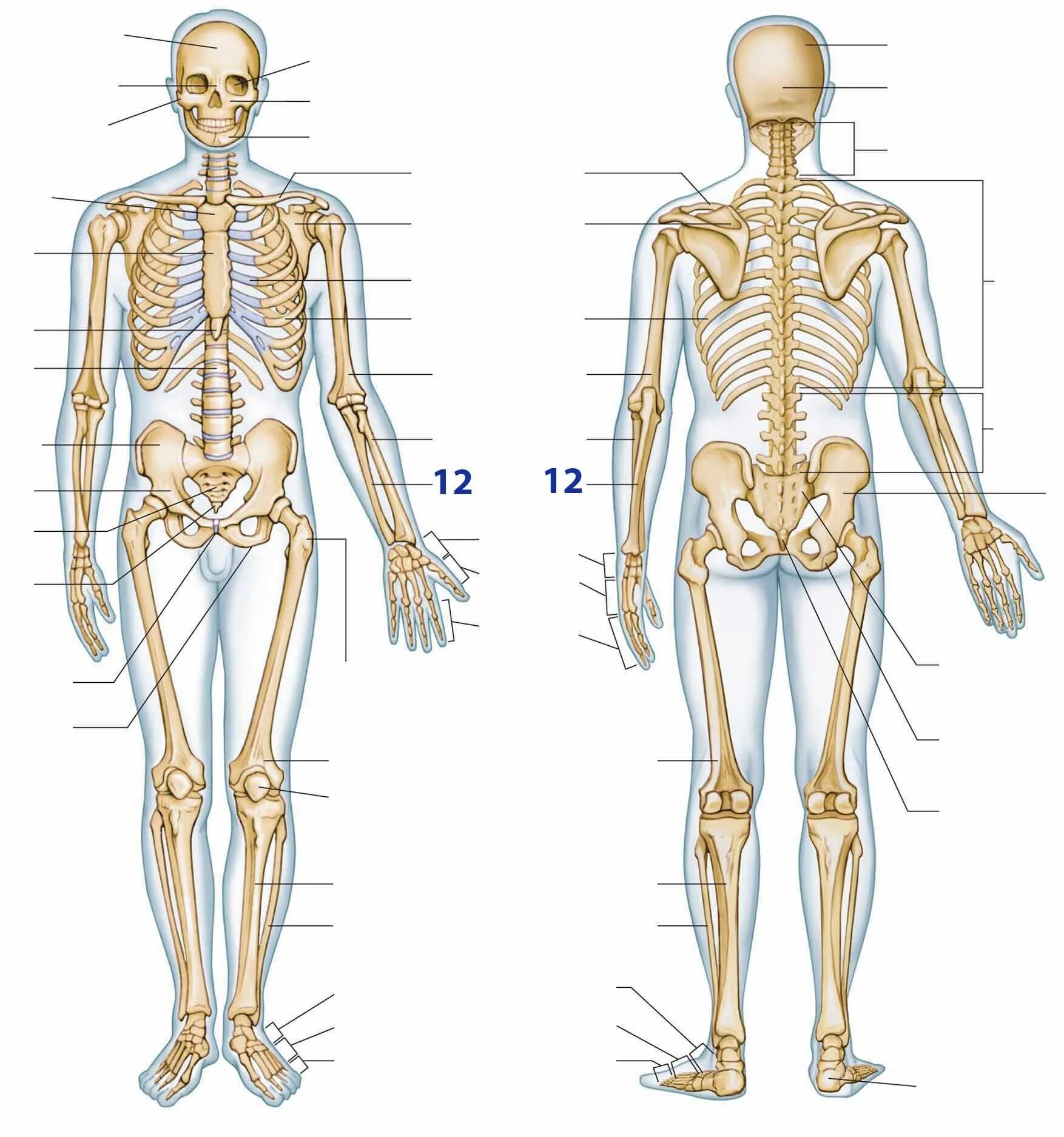 Скелет туловища анатомия. Скелетная система человека анатомия. Костная система человека рисунок. Скилетчеловека анатомия.
