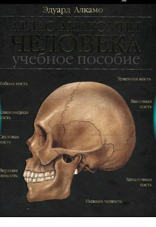 Анатомический атлас человека книга. Электронная версия атласа