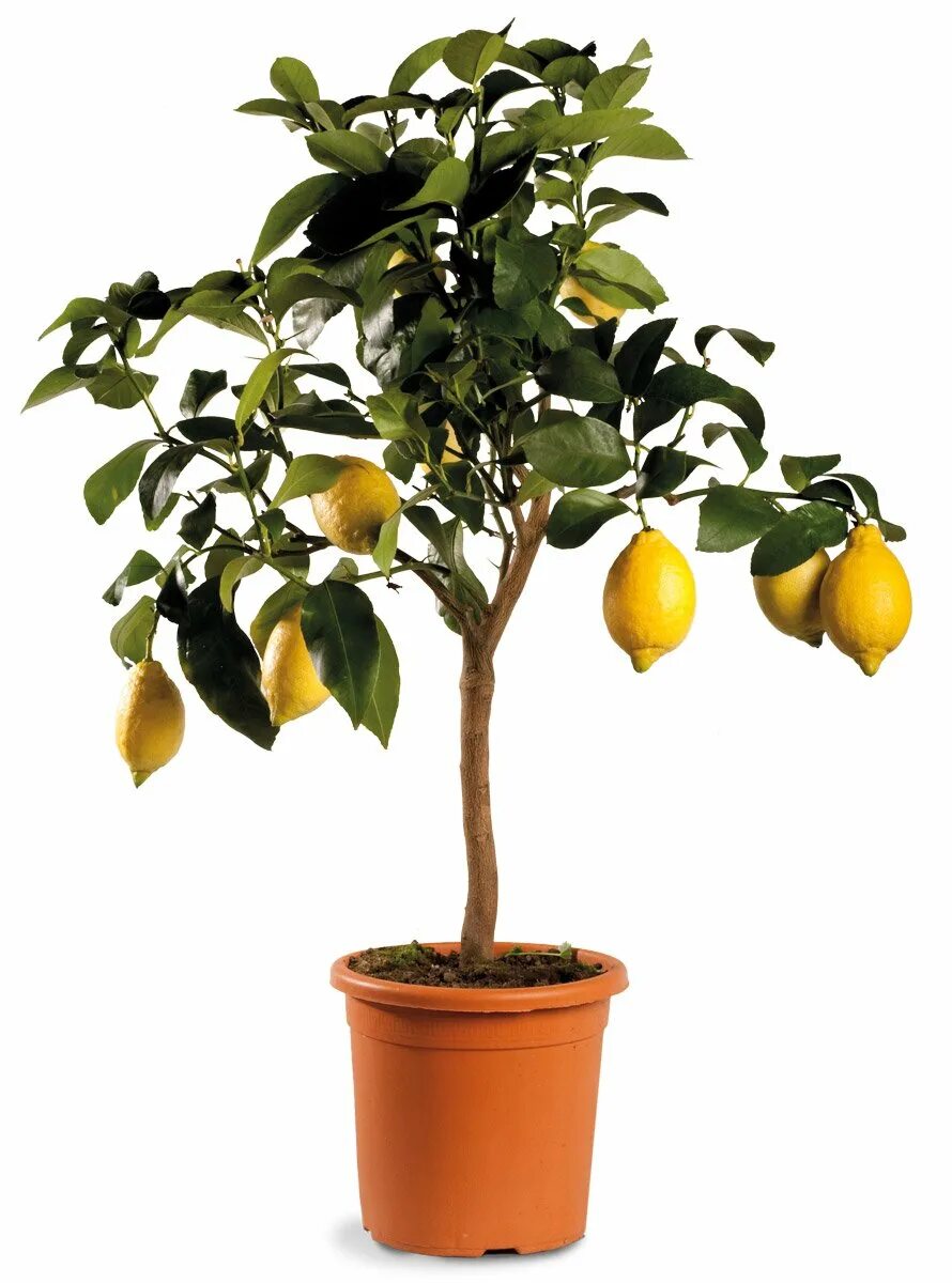 Маленькое лимонное дерево. Лимон Мелароза. Цитрус (комнатное растение) лимон Мейера. Лимон Флорентина. Лимон Каррубаро.