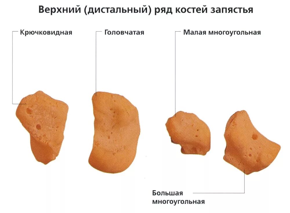 Кости запястья проксимальный и дистальный ряд. Кости дистального ряда запястья. Проксимальный ряд костей запястья. Ряд костей запястья