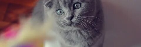 Имя кота вислоухого серого