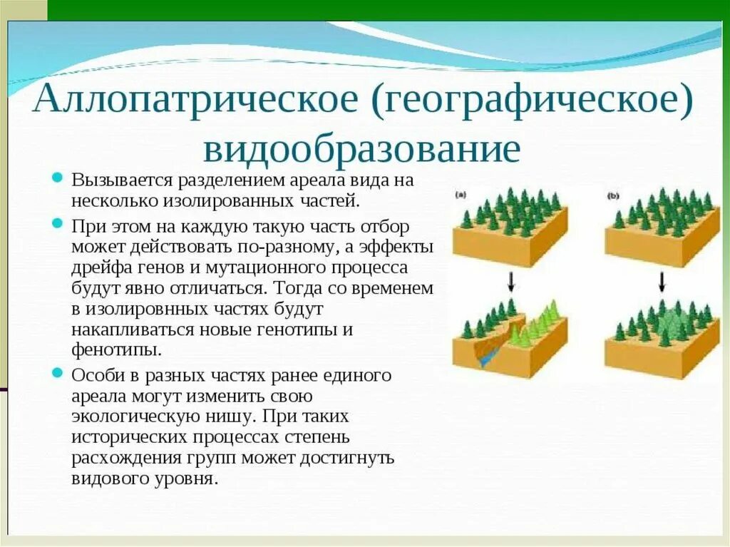 Установите последовательность образования новых видов в природе. Видообразование характеристика примеры. Описание биологического видообразования. Географическое видообразование описание кратко. Путь видообразования биологический характеристика.