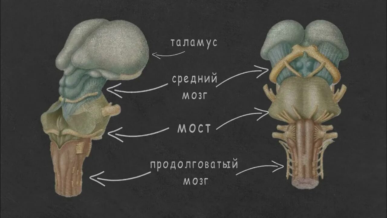 Ствол мозга образуют. Ствол мозга варолиев мост. Варолиев мост анатомия. Строение мозга варолиев мост. Ствол мозга строение анатомия.