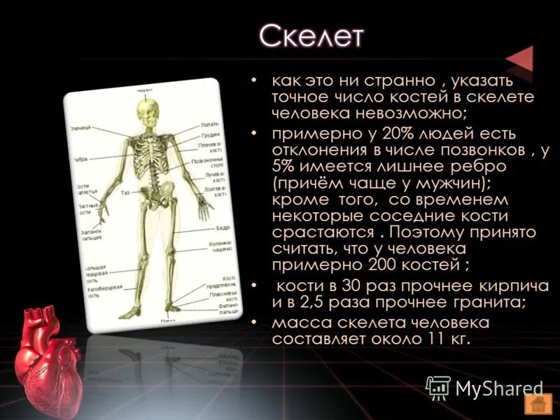 число костей в скелете. кости человека сколько. сколько костей у человека. сколько костей входит в состав скелета человека. котчкство костей у человека.