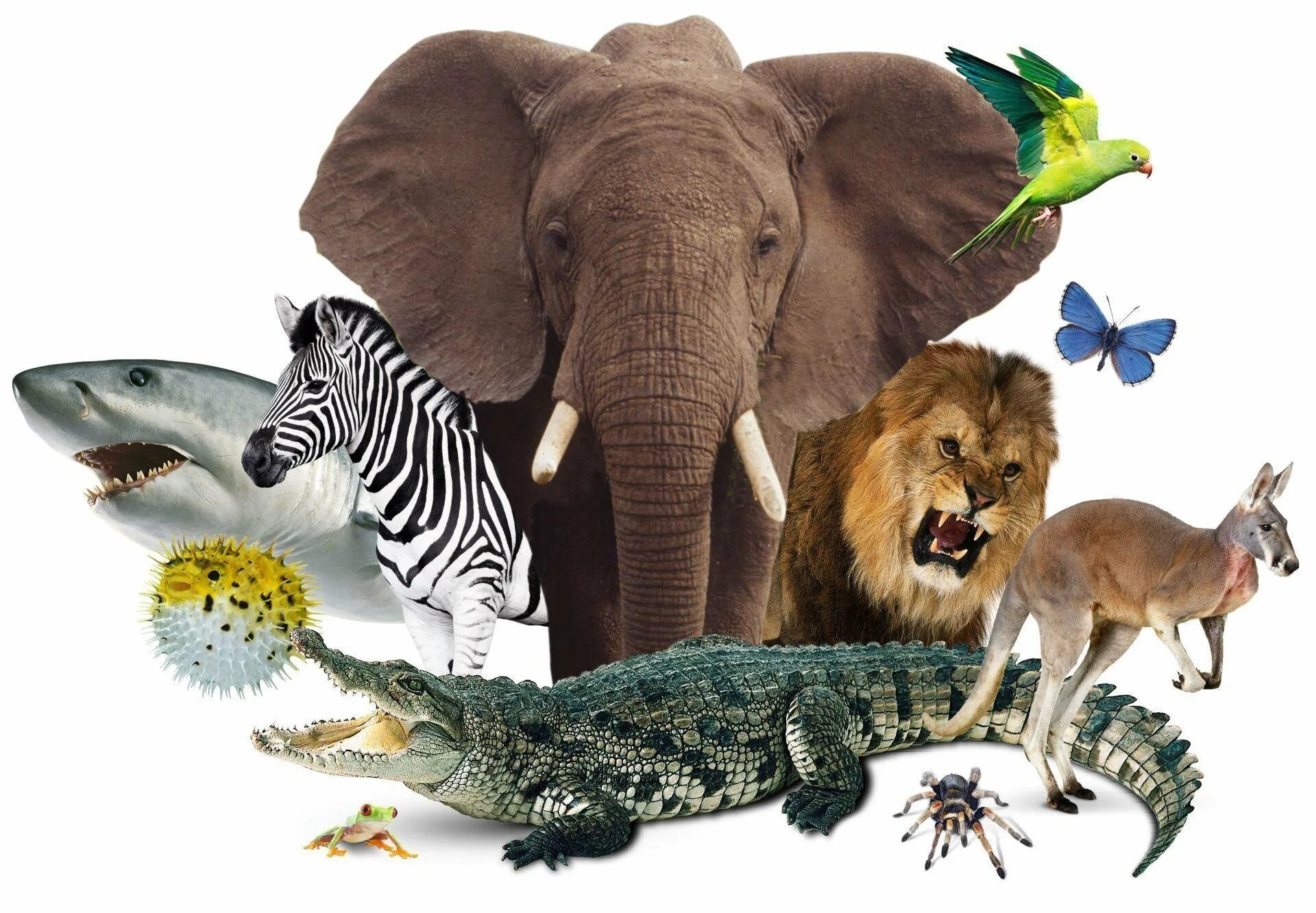 Разно и многообразие. Мир животных. Мир диких животных. Разнообразие животных. Биология животные.