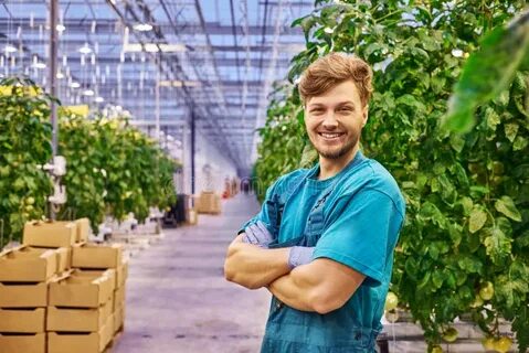 Уборка урожая в теплице