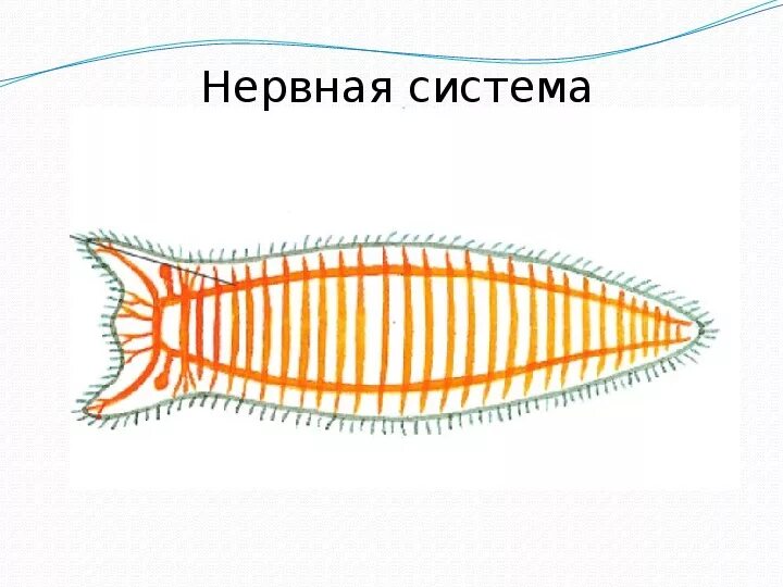 Нервная система плоских червей. Нервная система плоских червей червей. Нервная система белой планарии. Нервная система планарии.