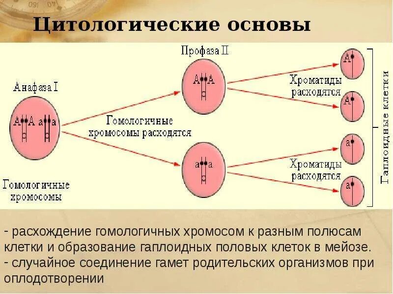 Случайное расхождение гомологичных хромосом при мейозе