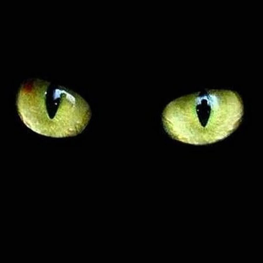 Глаза животного в темноте. Глаза в темноте. глаза кошки в темноте. кошачий глаз. два глаза в темноте.