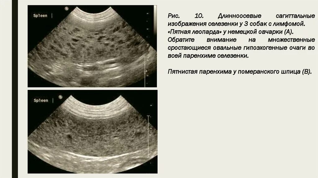 Узи печени собаки