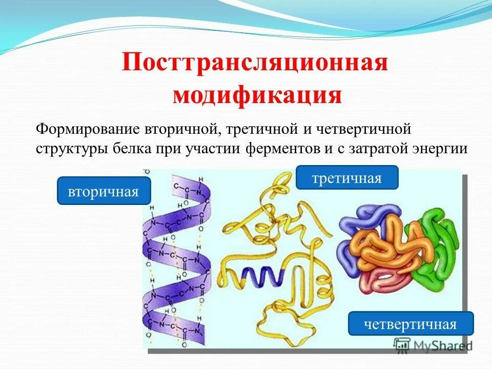 структура молекулы белка. белковая молекула. сортировка белков в аппарате гольджи. транспортные пузырьки. формирование транспортных пузырьков модификация молекул белка.