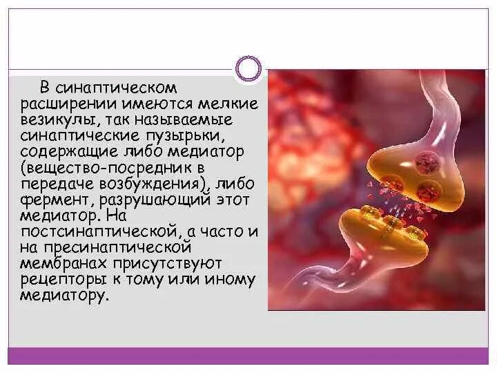 Синаптические пузырьки. Синаптические везикулы. Синаптические пузырьки содержат. Синаптические пузырьки везикулы содержат. Синаптическое расширение.