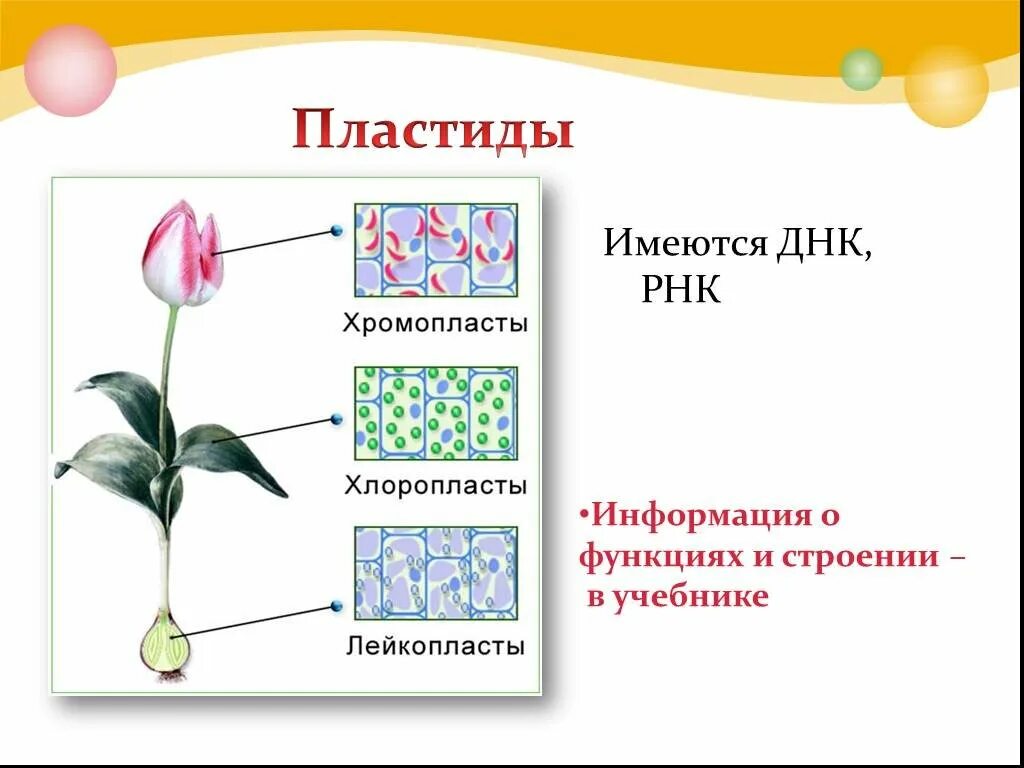 Пластиды функции. Лейкопласты хлоропласты хромопласты строение и функции. функции пластид в растительной клетке. пластиды строение и функции. таблица пластиды хлоропласты хромопласты лейкопласты.