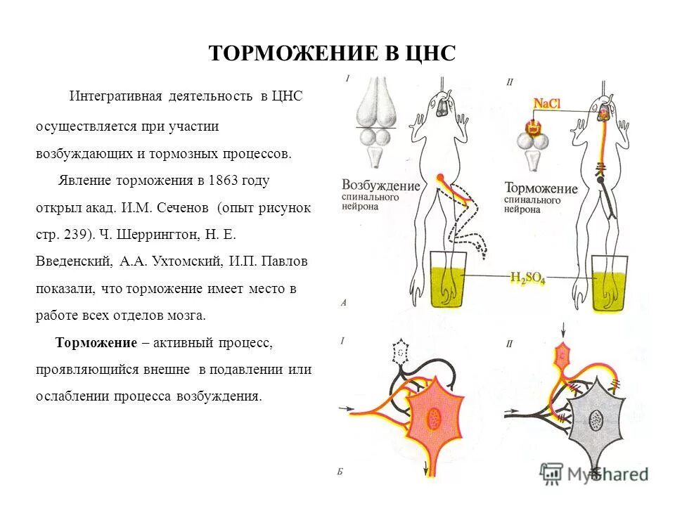 Торможение цнс сеченов. М сеченова. Торможение цнс сеченов. М. Торможение цнс сеченов.
