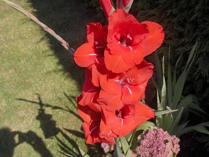 Гладиолусы с другими цветами