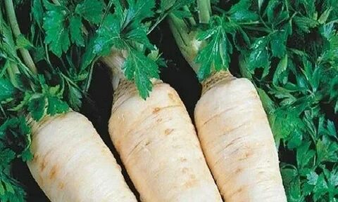 Сахарный корень