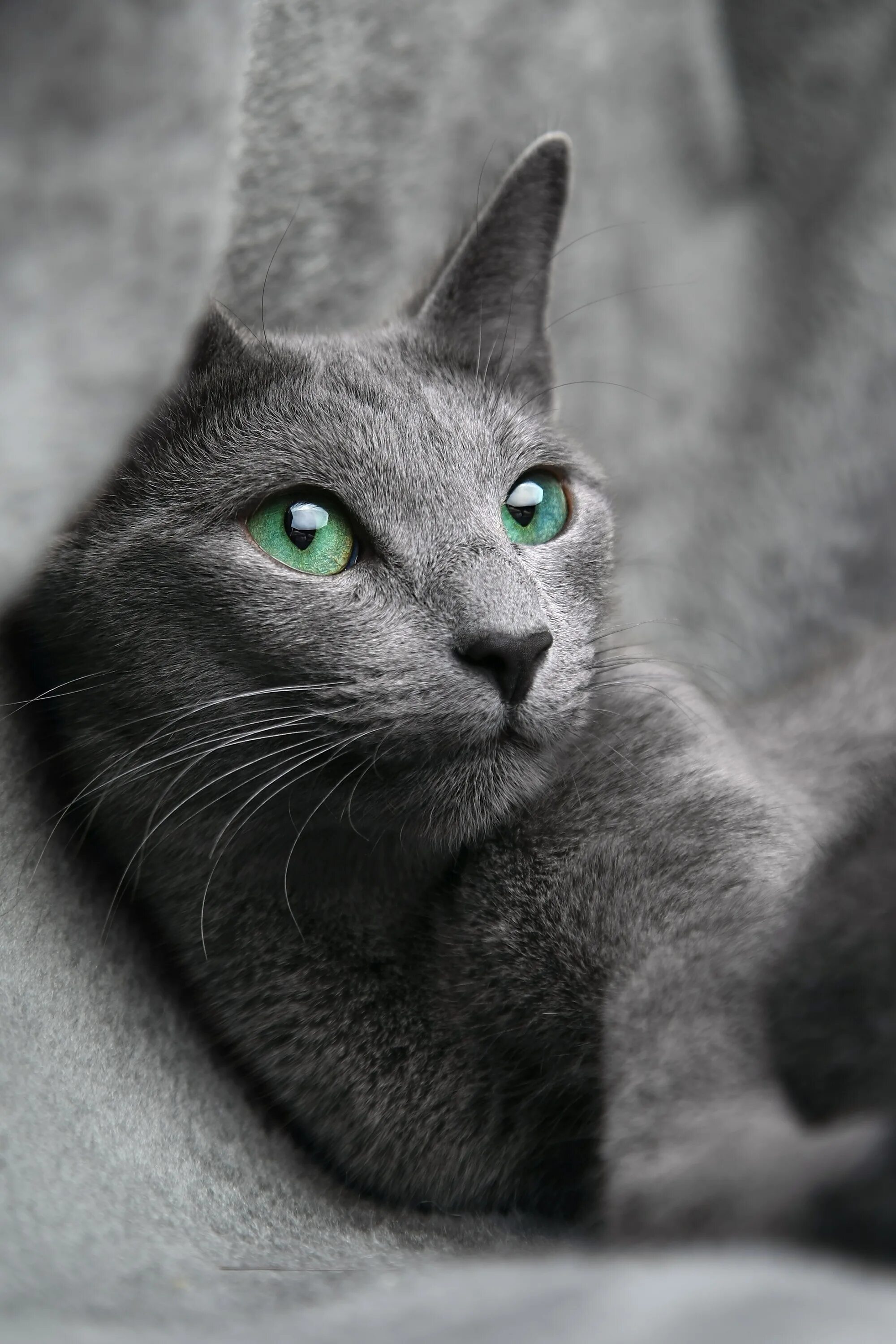 Серо голубой кот