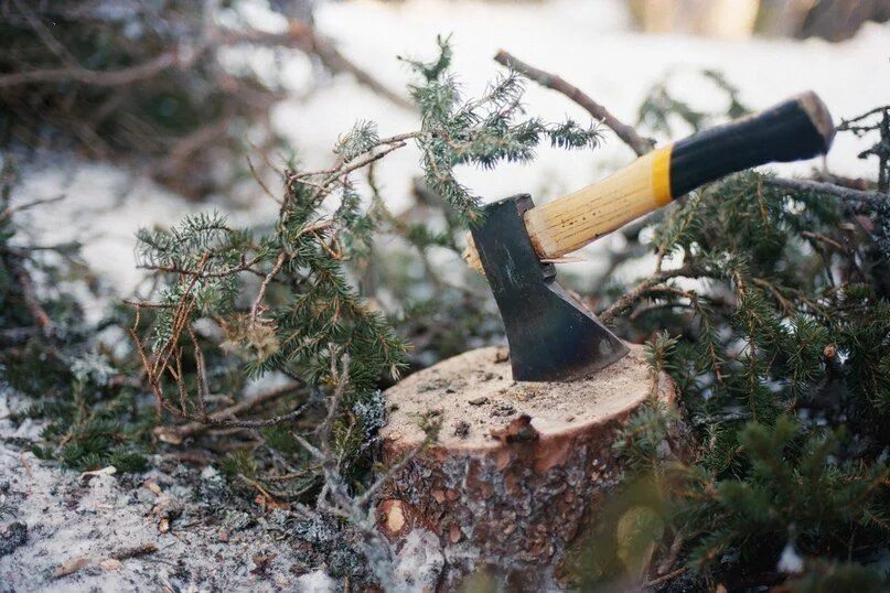 Вырубка хвойных. Вырубка елей. Вырубка ели обыкновенной. Новогодняя вырубка елей. Законная и незаконная вырубка.