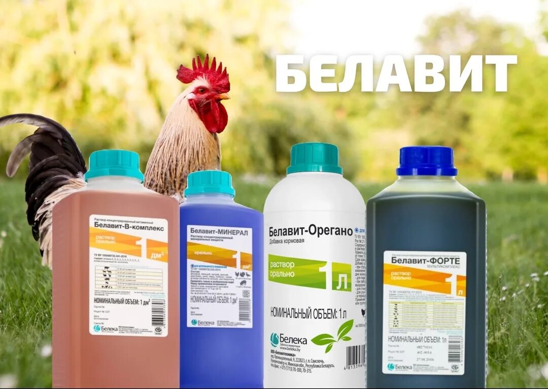 Белавит. Препарат белавит форте. Белавит форте 20 мл для бройлеров инструкция по применению. Белавит форте витамины. Белавит форте инструкция по применению 20мл для цыплят.