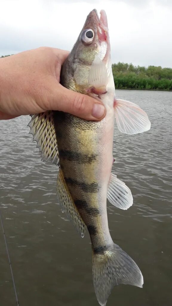 берш волжский судак. берш - stizostedion volgensis. берш рыба википедия. берш рыба википедия. рыба берш берш.