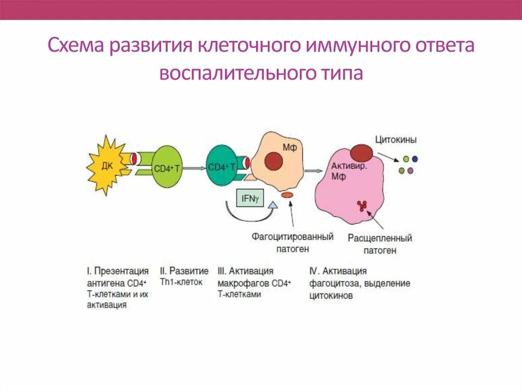 Схема формирования иммунного ответа иммунология. Схема клеточного воспалительного иммунного ответа. Схема иммунного ответа гуморального типа. Схема развития воспалительного иммунного ответа.