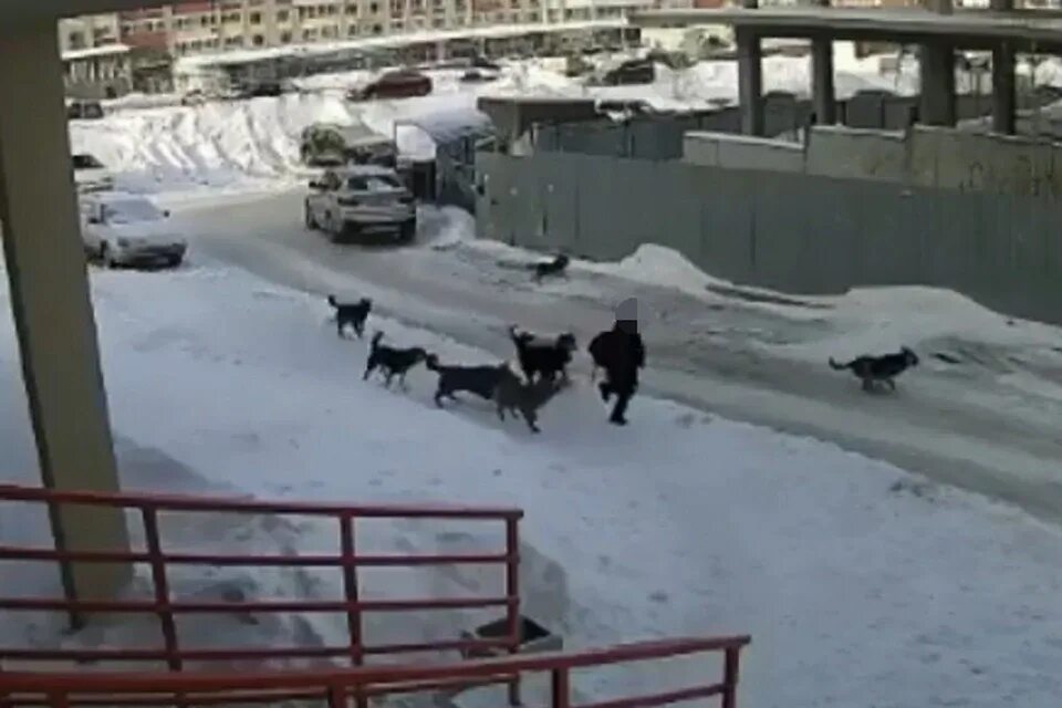 Нападение бездомных. Нападение бродячих собак. Стая собак напала на ребенка.