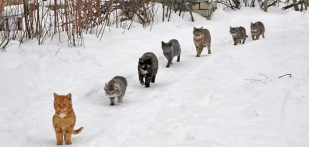 Пойду к другому дому. Очередь из котов. Котики идут друг за другом. Коты идут по снегу. Коты бегают друг за другом.