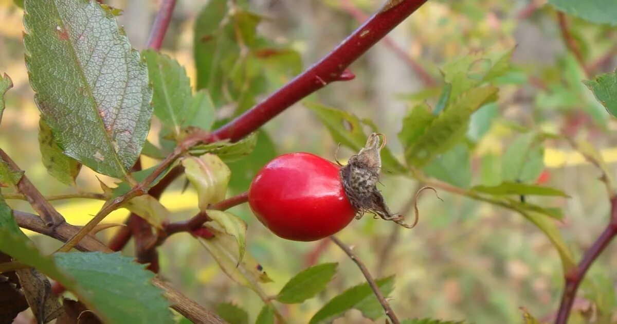 Шиповник rosa canina. Шиповник для глаз. Лист шиповника. Шиповник фото. Шиповник кустарник.