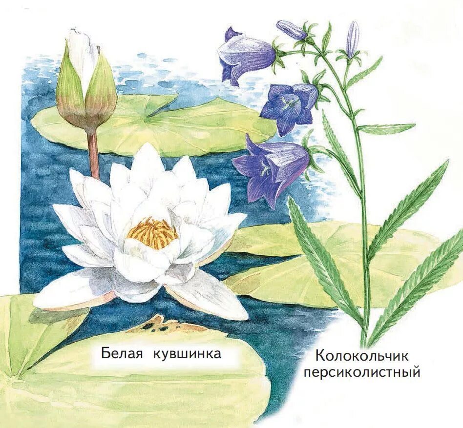 Исчезающая красота рисунки изображающие растения и животных. Растения занесенные в красную книгу рисунки. растения красной книги рисунки. красная книга россии растения рисунки. рисунки цветы которые занесены в красную книгу.