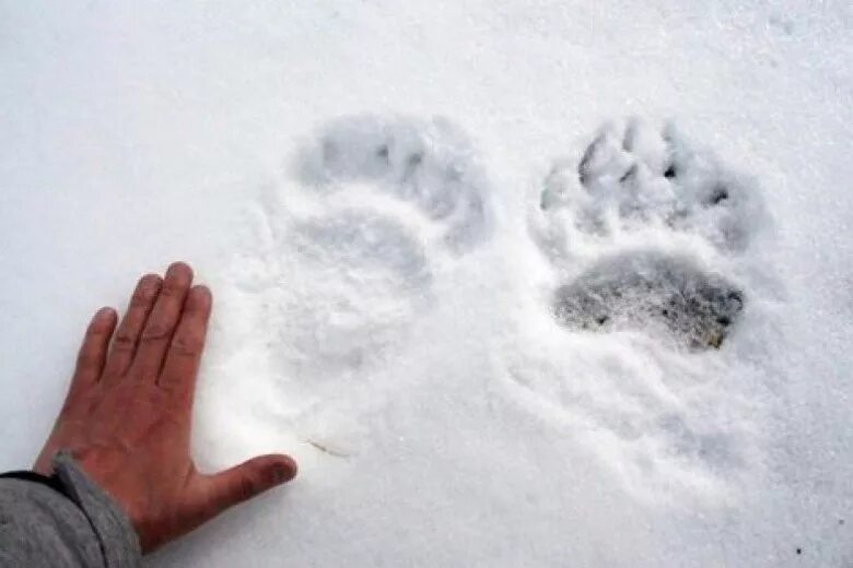 Следы медведя на снегу. Медвежьи следы на снегу. Отпечаток медведя на снегу. Следы медведя весной.