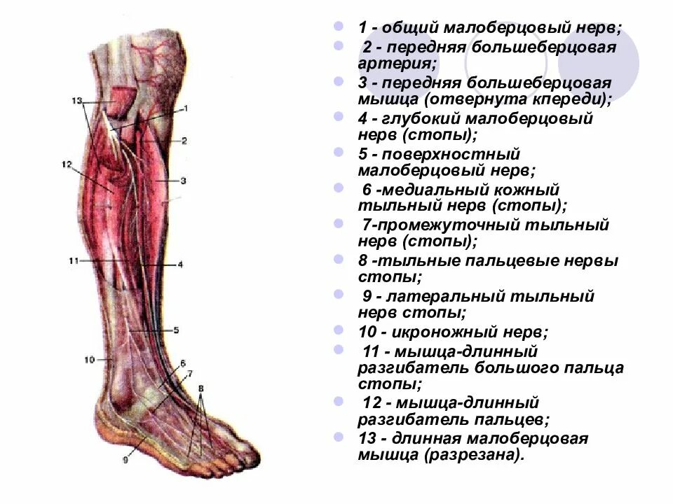 Малоберцовая нерв анатомия человека. Малоберцовый нерв иннервация кожи. Малоберцовый нерв анатомия схема. Задняя большеберцовая возвратная артерия.
