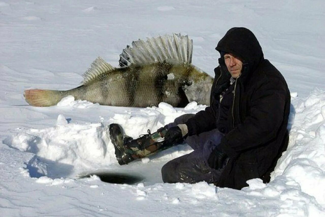 Зимняя рыбалка. Окуни огромные на льду. Рыбы зимой. Зимний Рыбак.