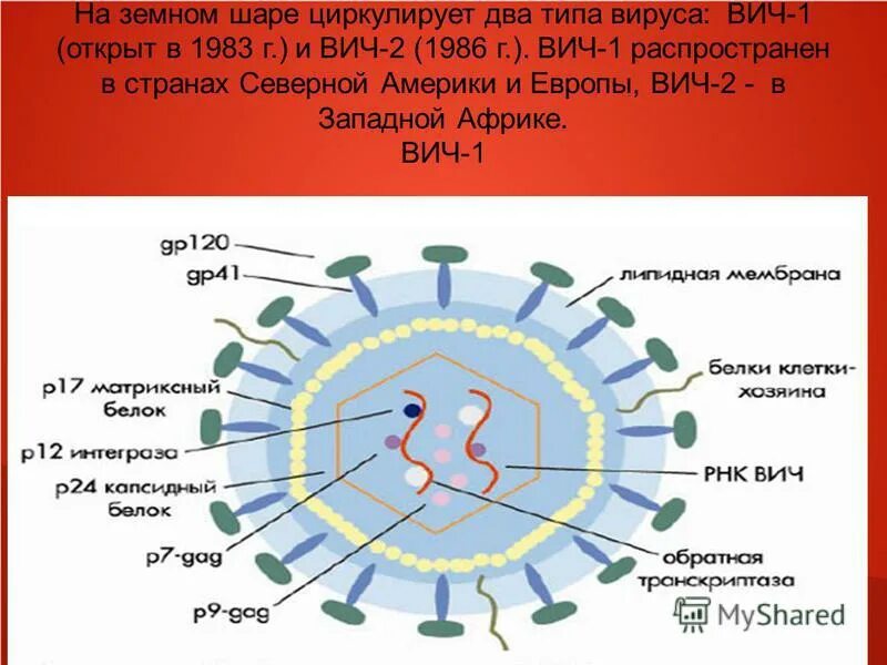 Вид вируса вич. Типы вич инфекции. Вич тип 1 2. Вич 1 и вич 2 отличия. Вирус вич 1 и вич 2 отличаются.
