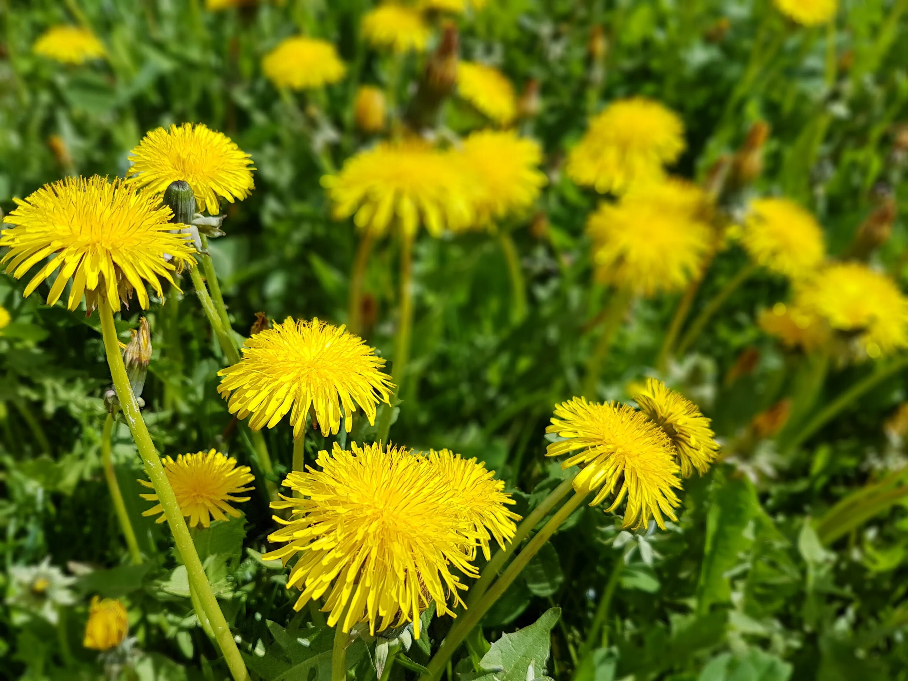 Цветы одуванчика применение отзывы. Осот огородный (Sonchus oleraceus). Осот огородный одуванчик. Осот желтый полевой. Осот Бодяк огородный.