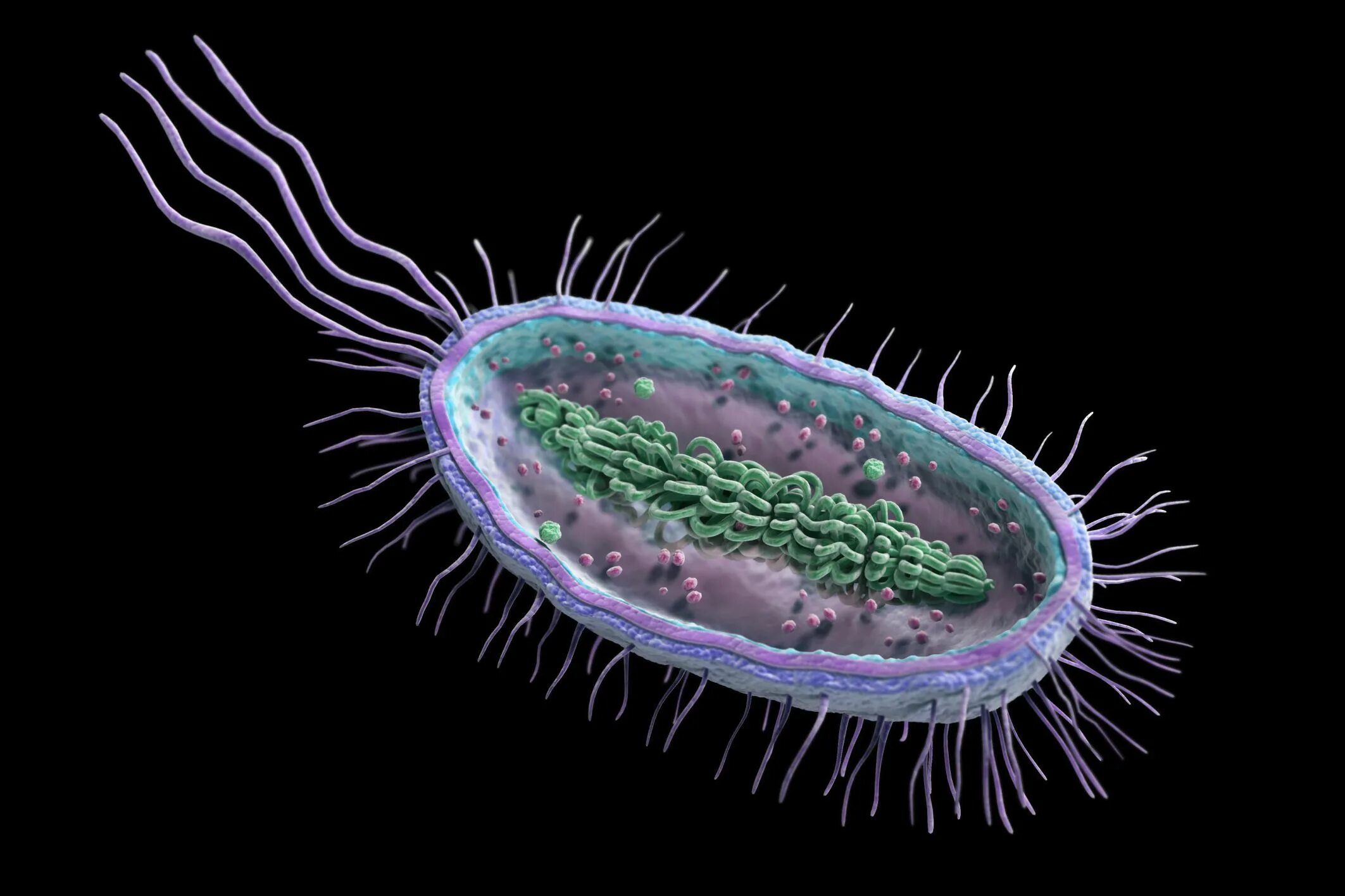 Прокариоты где. Бактерии прокариоты. Прокариотическая клетка в микроскопе. Клетка бактерии прокариоты. Одноклеточный микроорганизм прокариоты.