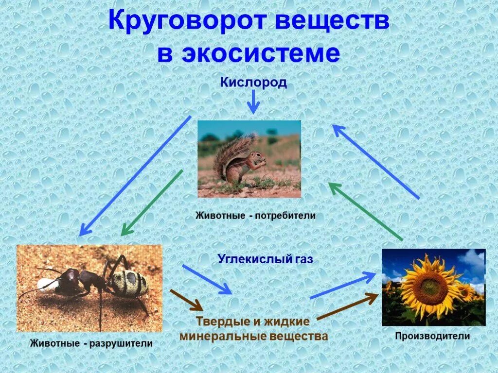 Круговорот веществ в экосистеме. Схема кругоаорота вещества в экостстемах. Круговорот веществ в экососитеме. Круговорот веществ в экосистеме схема.