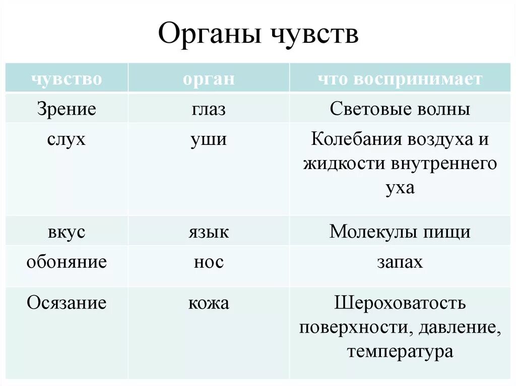 Органы чувств человека биология