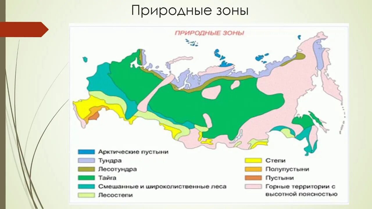 Укажите природную зону в которой можно встретить. Карта природные зоны России 4 класс окружающий мир природные зоны. Карта климатических зон России тундра Тайга. Тундра на карте России природных зон. Лесостепи на карте России природных зон.