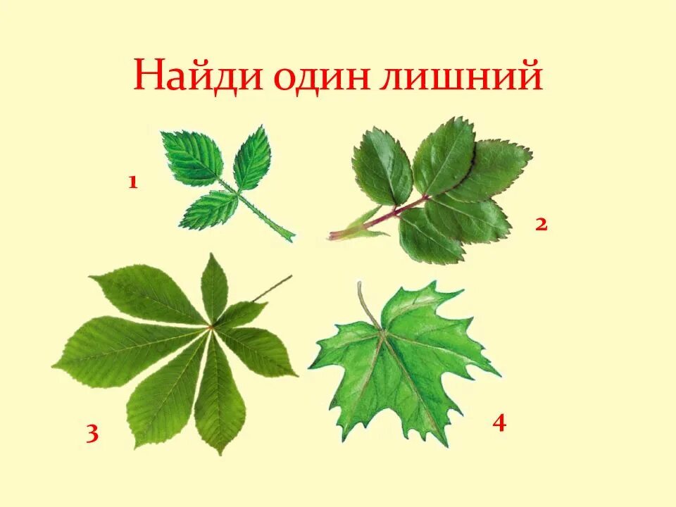 Внешнее строение листа малины. Строение листа винограда. строение виноградного листа. строение листьев винограда. внешнее строение листа винограда.