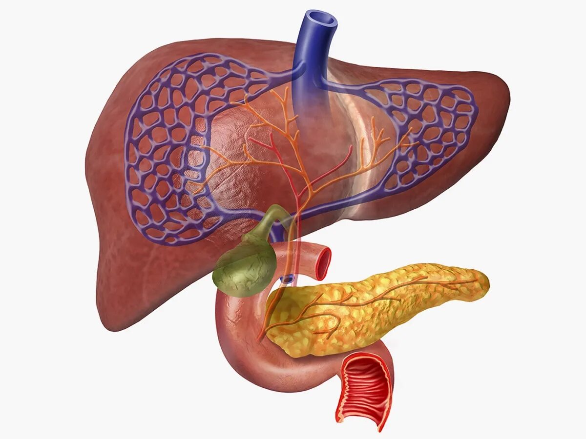 Печень и поджелудочная железа причины. Печень желчь поджелудочная железа. Печень поджелудочная железа желчный пузырь.