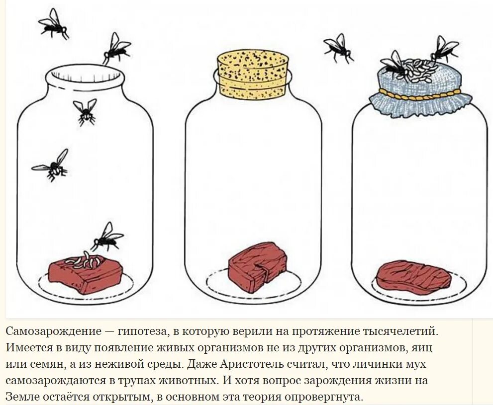 Опыт с мухой. Гипотеза самозарождения жизни. Гипотеза теории самозарождения. Гипотеза самопроизвольного зарождения жизни. Концепция самозарождения жизни.