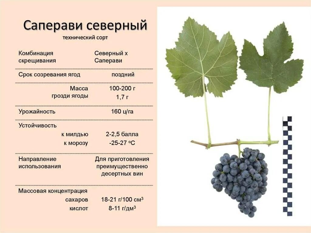 Какой виноград красного вина. Саперави Северный виноград описание. Саперави виноград описание сорта. Сорт винограда Саперави. Сорт винограда для вина Мукузани.