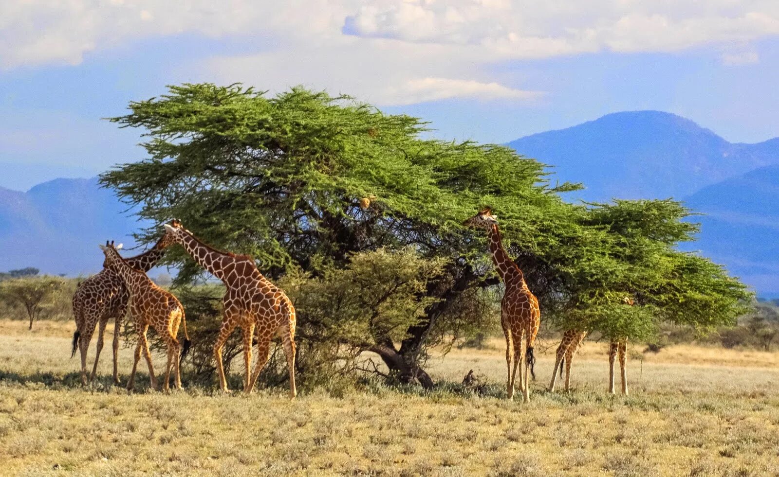 саванны и редколесья африки животные и растения. редколесья африки. саванна растительность и животный. гвинея бисау саванна. акация в саванне.