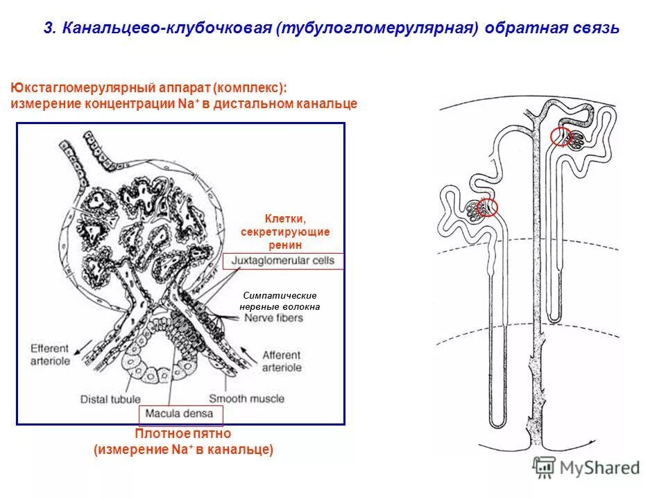 Экскреторное дерево почки