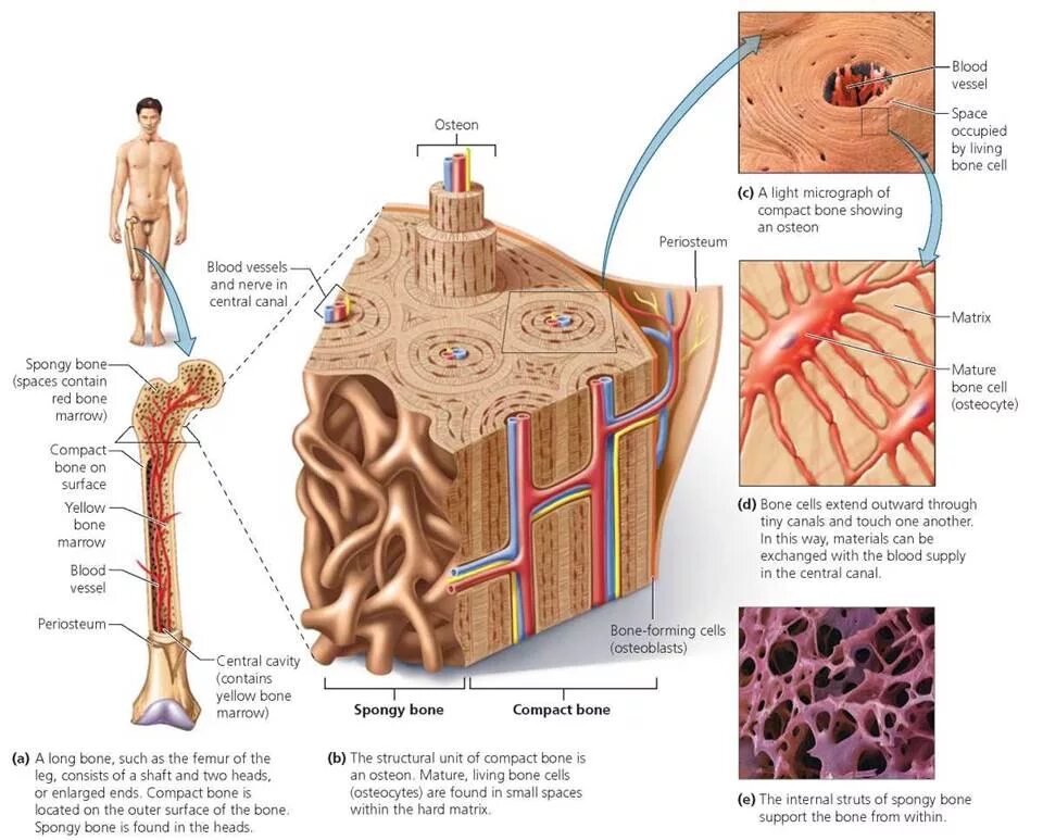 Bone structure. Trabecular Bone structure. Spongy. Остеон 1