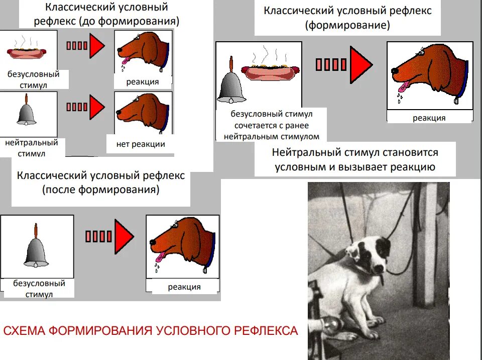 Условный рефлекс стимул реакция. Формирование условного рефлекса. Схема условного рефлекса у человека. Формирование безусловного рефлекса.