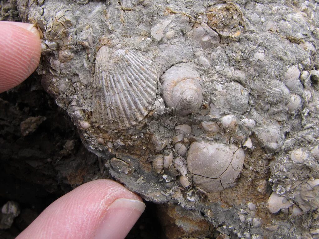 Моллюск в камне. Окаменелости Тетис. Fossil окаменелости. Тетис моллюск. "Gastropod Fossil Краби.