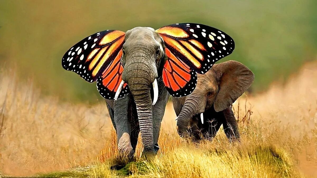 Хобот бабочки. Слоновая бабочка. Слон. Слон с ушами бабочки. Elephant butterfly